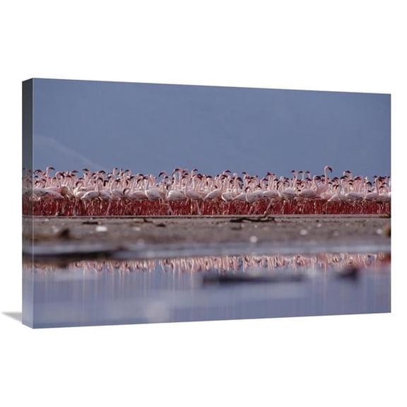 20 x 30 in. Lesser Flamingo Flock Parading in A Mass Courtship Dance, Lake Bogoria, Kenya Art Print - Tim Fitzharris