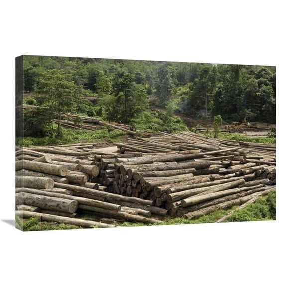 20 x 30 in. Logs in Logging Area, Danum Valley Conservation Area, Borneo, Malaysia Art Print - Thomas Marent