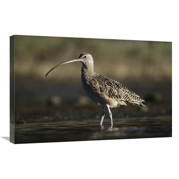 20 x 30 in. Long-Billed Curlew Wading, North America Art Print - Tim Fitzharris