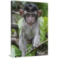 thumbnail image 1 of 20 x 30 in. Long-Tailed Macaque Baby, Saba, Malaysia Art Print - Hiroya Minakuchi, 1 of 1
