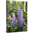thumbnail image 1 of 20 x 30 in. Lupine Flowers Art Print - Visionspictures, 1 of 1