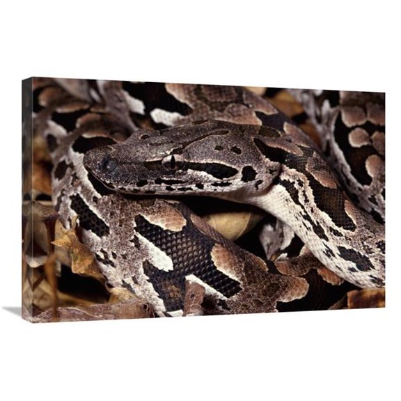 20 x 30 in. Madagascar Ground Boa Madagascar Art Print - Michael & Patricia Fogden