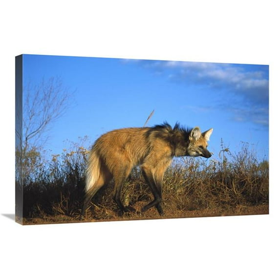 20 x 30 in. Maned Wolf in Tall Grass, Serra De Canastra National Park, Brazil Art Print - Tui De Roy
