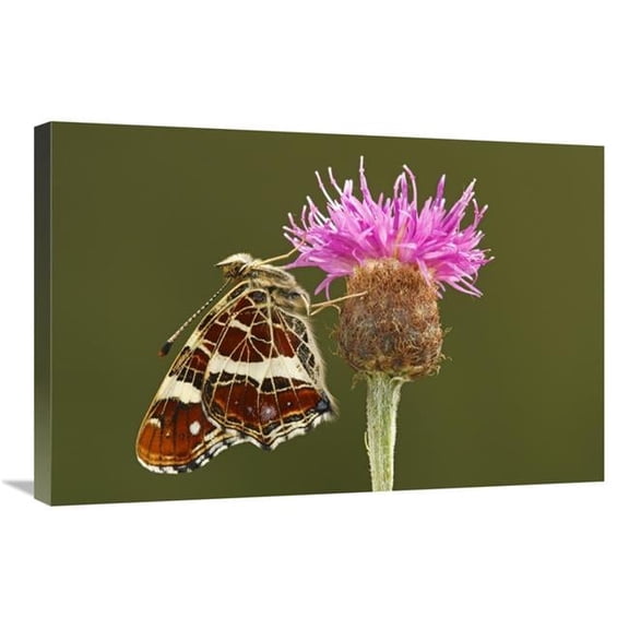 20 x 30 in. Map Butterfly on Knapwort Harshweed, Hoogeloon, Noord-Brabant, Netherlands Art Print - Silvia Reiche