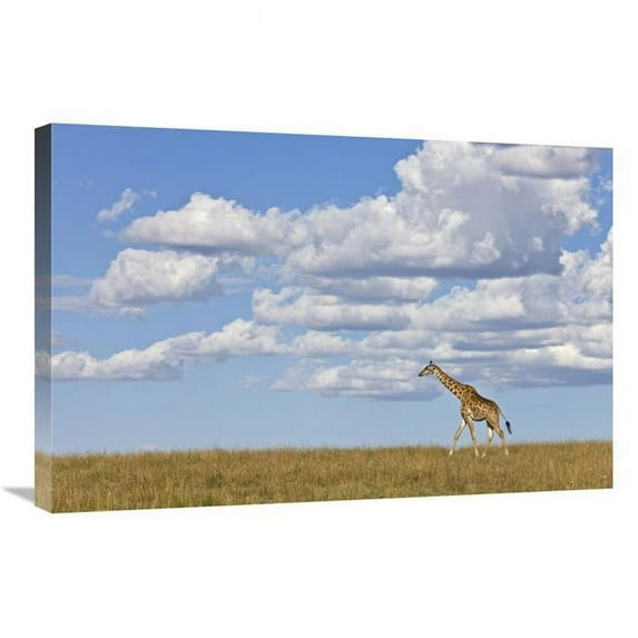 20 x 30 in. Masai Giraffe Walking, Masai Mara National Reserve, Kenya Art Print - Ingo Arndt