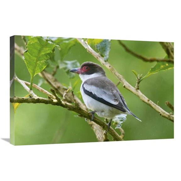 20 x 30 in. Masked Tityra, Costa Rica Art Print - Steve Gettle