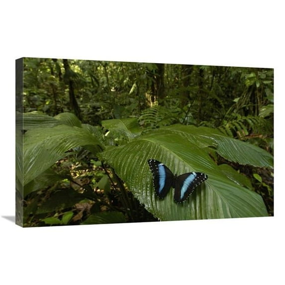 20 x 30 in. Morpho Butterfly Butterfly, on A Leaf in the Rainforest, Ecuador Art Print - Pete Oxford