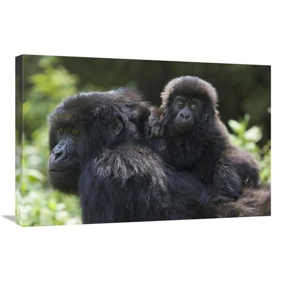 20 x 30 in. Mountain Gorilla Infant Riding on Mothers Back, Parc National Des Volcans, Rwanda Art Print - Suzi Eszterhas