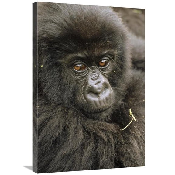 20 x 30 in. Mountain Gorilla Juvenile Portrait, VIrunga Mountains Art Print - Gerry Ellis