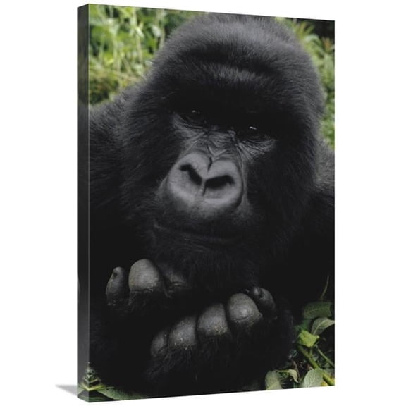 20 x 30 in. Mountain Gorilla Juvenile Portrait, VIrunga Mountains, DRC Art Print - Gerry Ellis