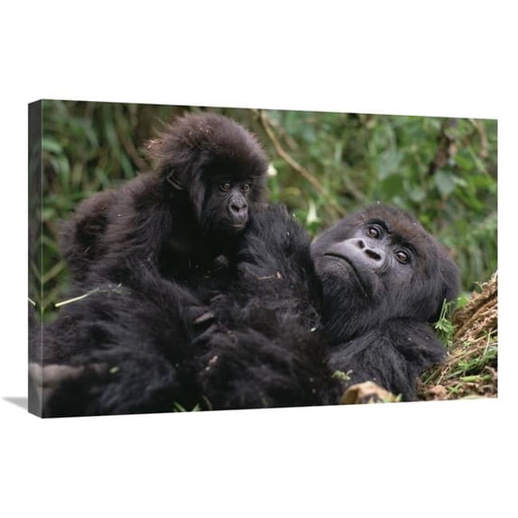 20 x 30 in. Mountain Gorilla Mom & Baby, VIrunga Mountains Art Print - Gerry Ellis