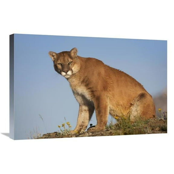 20 x 30 in. Mountain Lion North America Art Print - Tim Fitzharris