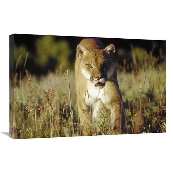 20 x 30 in. Mountain Lion or Cougar Walking Through Tall Grass Towards Camera, North America Art Print - Tim Fitzharris