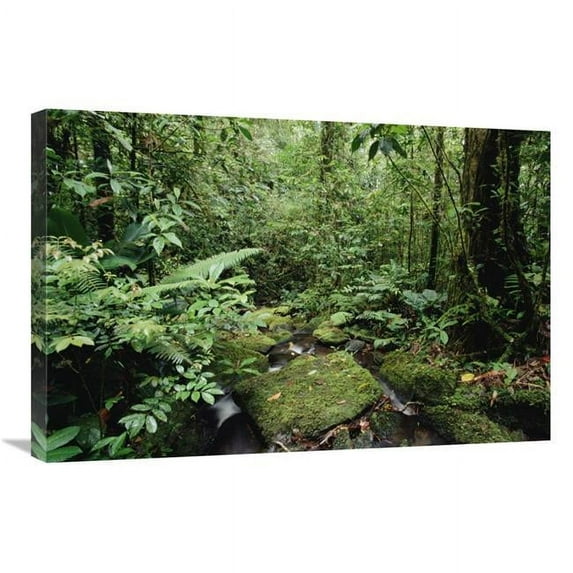 20 x 30 in. Mountain Stream in Tropical Rainforest, Mt Bosavi, Papua New Guinea Art Print - Gerry Ellis