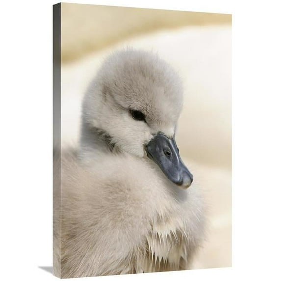 20 x 30 in. Mute Swan Cygnet, Head, At Nest, Abbotsbury, Dorset, England Art Print - Malcolm Schuyl