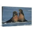 thumbnail image 1 of 20 x 30 in. Northern Elephant Seal Males Fighting, California Art Print - Tim Fitzharris, 1 of 1