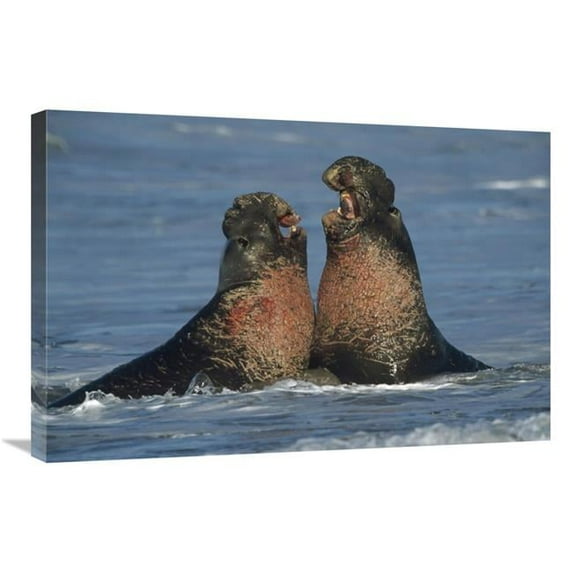 20 x 30 in. Northern Elephant Seal Males Fighting, California Art Print - Tim Fitzharris