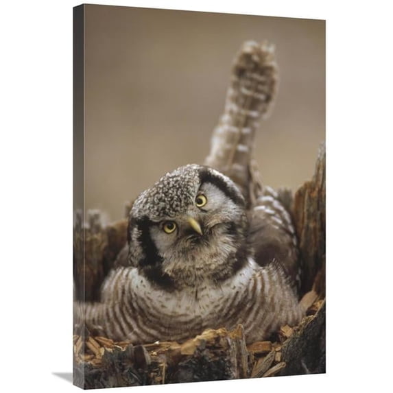 20 x 30 in. Northern Hawk Owl Incubating Eggs on Nest Built in Top of Snag, Alaska Art Print - Michael Quinton