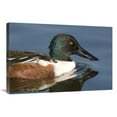 thumbnail image 1 of 20 x 30 in. Northern Shoveler Male Swimming, Kellogg Bird Sanctuary, Michigan Art Print - Steve Gettle, 1 of 1
