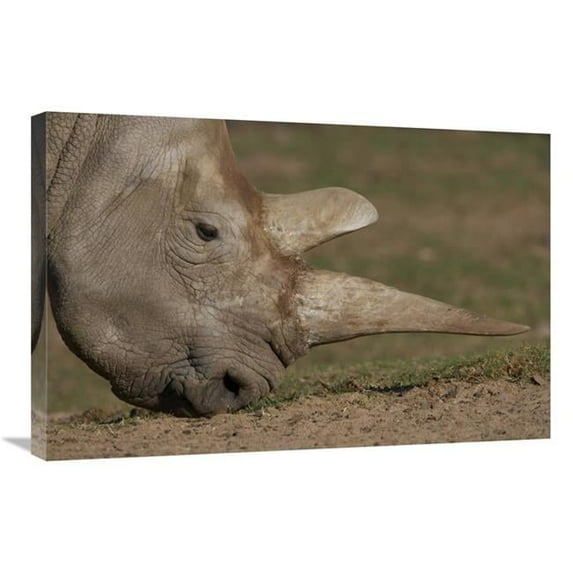 20 x 30 in. Northern White Rhinoceros Grazing, Native to Africa Art Print - San Diego Zoo
