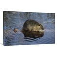 thumbnail image 1 of 20 x 30 in. Nutria Standing on Log in Shallow Water, South America Art Print - Konrad Wothe, 1 of 1