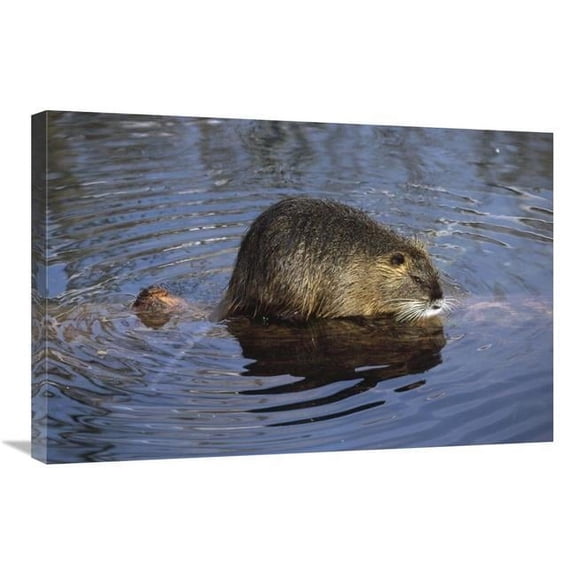20 x 30 in. Nutria Standing on Log in Shallow Water, South America Art Print - Konrad Wothe