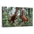thumbnail image 1 of 20 x 30 in. Orangutan Pair Playing in Trees, Borneo Art Print - Gerry Ellis, 1 of 1