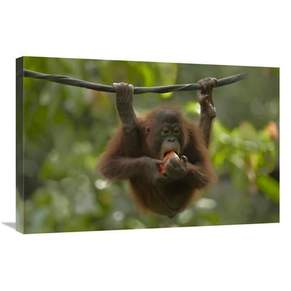 20 x 30 in. Orangutan Young Eating Fruit, Sabah, Borneo, Malaysia Art Print - Tim Fitzharris