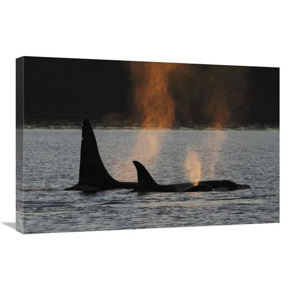 20 x 30 in. Orca Resident Pod Spouting, Prince William Sound, Alaska Art Print - Hiroya Minakuchi