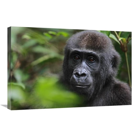 20 x 30 in. Orphan Gorilla, Gabon Art Print - Cyril Ruoso