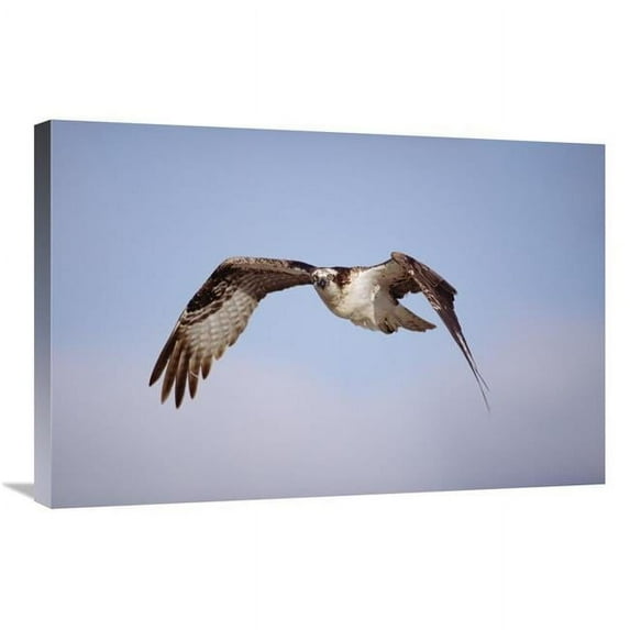 20 x 30 in. Osprey Adult Flying, Baja California, Mexico Art Print - Tim Fitzharris