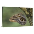 thumbnail image 1 of 20 x 30 in. Owl Butterfly Perched Upside Down on Tree, Costa Rica Art Print - Ingo Arndt, 1 of 1
