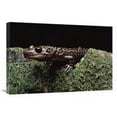 thumbnail image 1 of 20 x 30 in. Pacific Giant Salamander on Mossy Rock, Central California Art Print - Larry Minden, 1 of 1