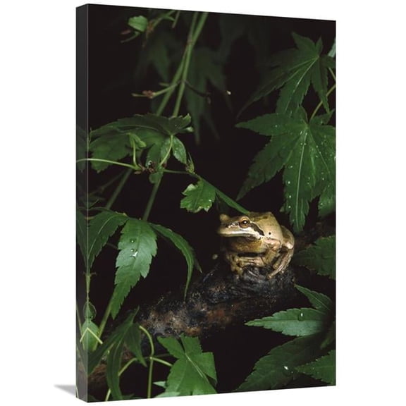 20 x 30 in. Pacific Tree Frog, Pacific Coast, North America Art Print - Gerry Ellis