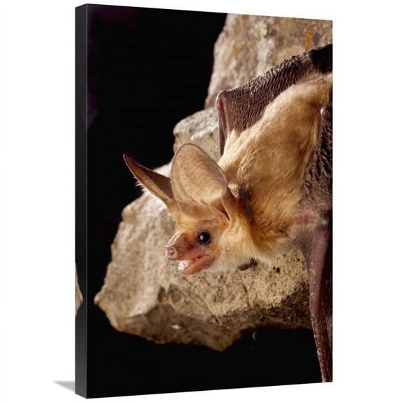 20 x 30 in. Pallid Bat on Rimrock at Night, Washington Art Print - Michael Durham
