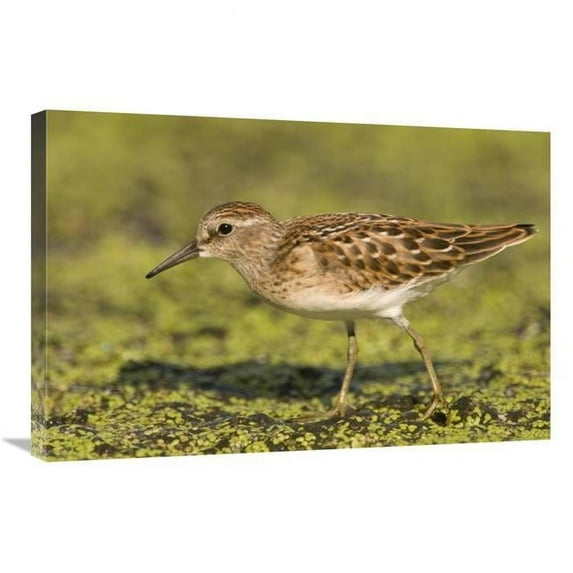 20 x 30 in. Pectoral Sandpiper, Michigan Art Print - Steve Gettle