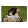 thumbnail image 1 of 20 x 30 in. Peregrine Falcon Portrait, Ecuador Art Print - Pete Oxford, 1 of 1