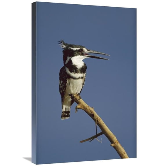 20 x 30 in. Pied Kingfisher Calling, Kenya Art Print - Tim Fitzharris
