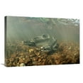 thumbnail image 1 of 20 x 30 in. Pink Salmon Pair Underwater During Summer Spawning, Alaska Art Print - Michael Quinton, 1 of 1