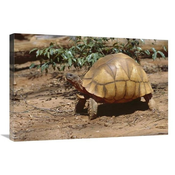 20 x 30 in. Ploughshare Tortoise Portrait, Madagascar Art Print - Konrad Wothe