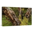 thumbnail image 1 of 20 x 30 in. Polylepis Forest, El Angel Reserve, Andes Mountains, Ecuador Art Print - Pete Oxford, 1 of 1