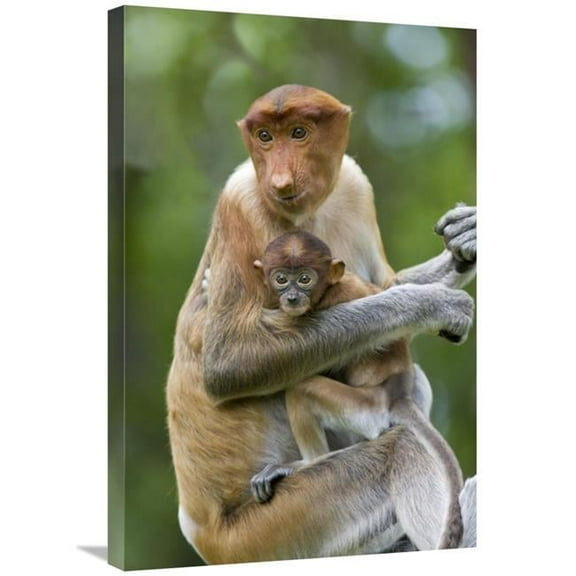 20 x 30 in. Proboscis Monkey Female Holding Two Month Old Baby, Sabah, Malaysia Art Print - Suzi Eszterhas
