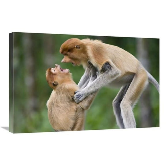 20 x 30 in. Proboscis Monkey Juveniles Playing, Sabah, Malaysia Art Print - Suzi Eszterhas