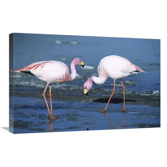 20 x 30 in. Puna Flamingos Feeding in Laguna Colorada, Andean Altiplano, Bolivia Art Print - Tui De Roy
