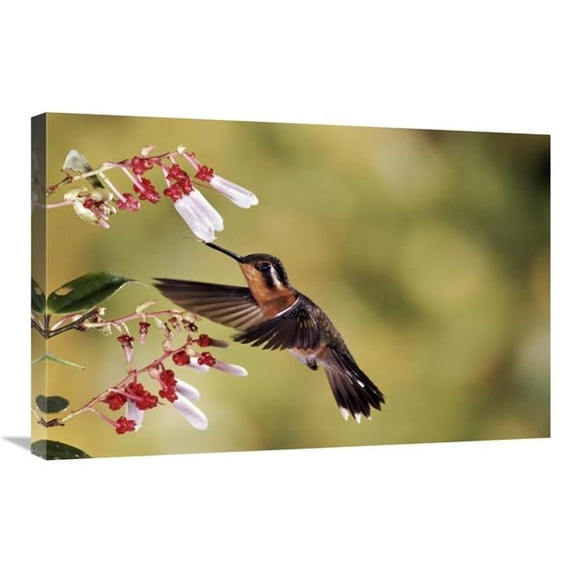 20 x 30 in. Purple-Throated Mountain-Gem Hummingbird, Feeding & Pollinating Flower of Epiphytic Heath, Cloud Forest, Costa Rica Art Print - Michael & Patricia Fogden