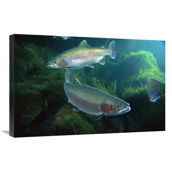 20 x 30 in. Rainbow Trout Pair Underwater in Utah Art Print - Michael Durham