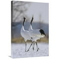 thumbnail image 1 of 20 x 30 in. Red-Crowned Crane Pair Calling During Courtship, Hokkaido, Japan Art Print - Konrad Wothe, 1 of 1