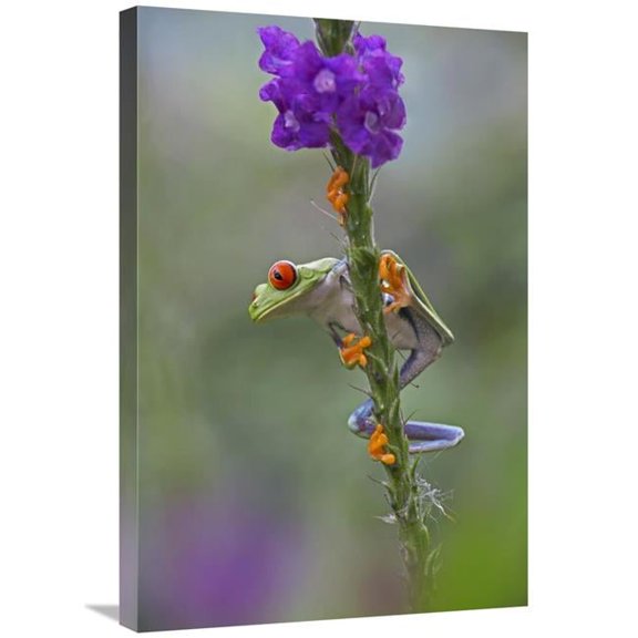 20 x 30 in. Red-Eyed Tree Frog Climbing on Flower, Costa Rica Art Print - Tim Fitzharris