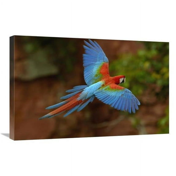 20 x 30 in. Red & Green Macaw Flying, Mato Grosso Do Sul, Brazil Art Print - Pete Oxford