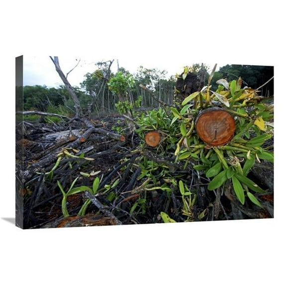 20 x 30 in. Red Mangrove Old Growth Stands Clear Cut for Tourist Housing, Hopkins, Belize Art Print - Christian Ziegler